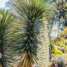 Yucca Bleu Yucca Rostrata Palmiers Et Compagnie