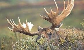 Women's football teams are completing their performances at the olympics, and on august 6, at the national olympic stadium in tokyo, it will be known who will win gold, and who will have to settle for a silver set of awards. Moose Hunting And Sustainability Lessons From Sweden Biodiversity And Resource Sustainability