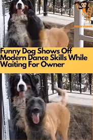Funny Dog Shows Off Modern Dance Skills While Waiting For Owner In 2020 Funny Dogs Funny Funny Photos