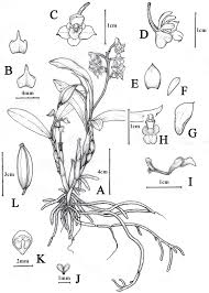 Image result for Polystachya kermesina