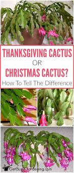Christmas cactus plants are very similar to thanksgiving cactus; Holiday Cactus Care Care Tips For Growing Your Holiday Cactus Christmas Cactus Care Christmas Cactus Cactus Care