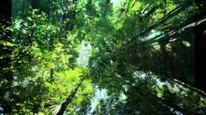 Zainal abidin hijau bumi yang tiada rimba seumpama hamba dia dicemar manusia yang jahil ketawa bumi yang tiada udara bagai tiada nyawa pasti hilang suatu hari. Hijau Malaysia Rainforest Song Zainal Abidin By Raimi Syazwan Abdul Rashid