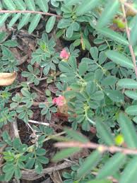 Image result for Indigofera lydenburgensis