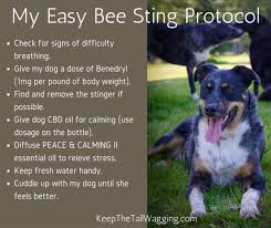 Pin On Dog Health Etc