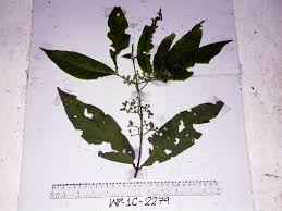 Image result for Aidia micrantha