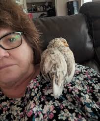 Just a girl and her chickens waiting for the school bus.