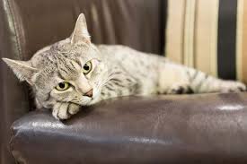 Kucing putih dalam mimpi menunjukkan masalah yang akan dihadapi dalam waktu dekat. 10 Tanda Kucing Akan Mati Yang Perlu Dicermati Halaman All Kompas Com