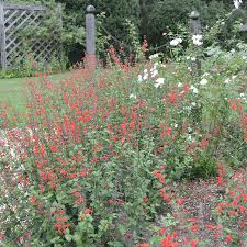Image result for Salvia coccinea
