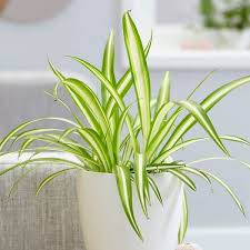 Chlorophytum Comosum Variegatum Variegated Spider Plant Plants Best Indoor Plants Low Light House Plants