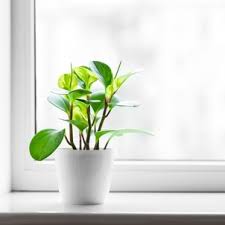 You don't have to bend over like you do when you clean baseboards or floors, and the supplies you need are simple. How To Clean Windowsills And Window Tracks Merry Maids