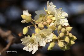 Image result for Dombeya torrida