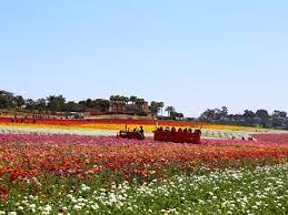 Updated on june 5, 2020. The Flower Fields Of Carlsbad California The Official Travel Resource For The San Diego Region
