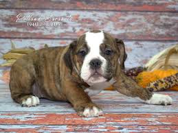 Victorian bulldog book for care, costs, feeding, grooming, health and training. Victorian Bulldog Dog Female Brindle 1946121 Petland Sarasota