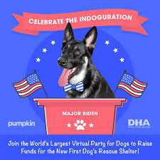 76 doge meme wallpapers on wallpaperplay. Biden S Dog Major Will Get His Own Indoguration As White House S First Rescue Pup Cbs News