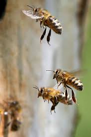Pin Di Kristina Lindstrom Su Insects Bees Animali Selvatici Animali Selvaggi Animali