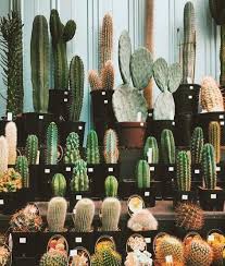 Pin By Elsi Yuliyanti On Plant Ladies Floral Fun Outdoor Cactus Plants Cactus Plants Plants