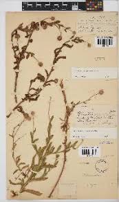 Image result for Sphaeranthus flexuosus