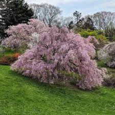 Maybe you would like to learn more about one of these? Highland Park In Rochester Day Trips Around Rochester Ny