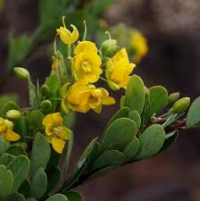 Image result for Chamaecrista wittei