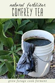 We did not find results for: Comfrey Tea Homemade Natural Fertilizer