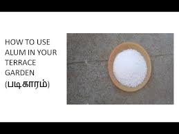 Uses Of Alum In Plants In Tamil À®ªà® À® À®°à®® Youtube Hindu srivaishnavites' prime god sri mahavishnu or his. uses of alum in plants in tamil à®ªà® à® à®°à®®
