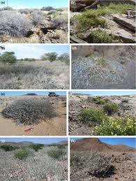 Image result for Petalidium bracteatum