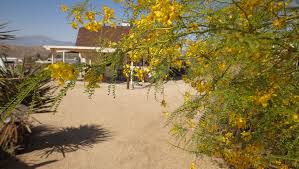 I live in los angeles. Palo Verde The Near Perfect Tree