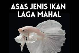 Gambar ikan, berwarna biru dengan jalur horizontal merah dan putih menyerupai. Avatar Harga Ikan Laga Paling Mahal
