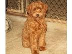 Labradoodle puppies for sale in lima ohio. Labradoodles For Sale In Lima Oh Dogs On Oodle Classifieds