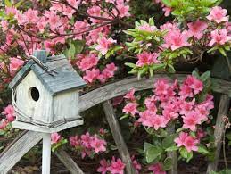 Check spelling or type a new query. Azaleas And Rhododendrons