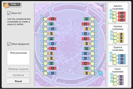 Dna replication and rna transcription and translation. Solved Activity B Translation Get The Gizmo Ready Once Chegg Com