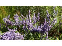 Image result for Perovskia atriplicifolia lacey blue lisslitt photo