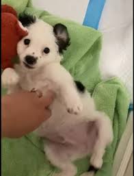Browse thru our id verified puppy for sale listings to find your perfect puppy in your area. Pups Dying Of Parvo As Pet Buyers Turn To Backyard Breeders Online In Pandemic Orange County Register