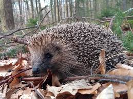 Igel zählen zu den einzigen winterschläfern unter den insektenfressern. Vier Pfoten Gibt Tipps Wie Man Igeln In Not Helfen Kann Wir Sind Muritzerwir Sind Muritzer