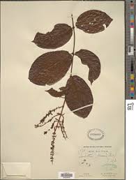 Image result for Strephonema mannii