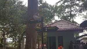 Dikenal juga dengan sebutan hutan lindung kota langsa, berlokasi di jalan perumnas, desa paya. View Binatang Di Hutan Lindung Kota Langsa Aceh Steemit
