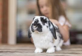 Come Cani E Gatti Chiudono Gli Allevamenti Di Conigli Perche Sempre Piu Percepiti Come Animali Da Compagnia Ohga