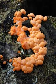 The growth in your perennial bed is probably a slime mold. Bright Orange Fungus By Imladris Mostphotos