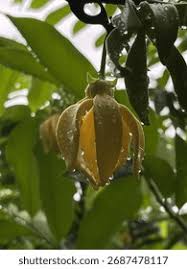 Image result for Artabotrys