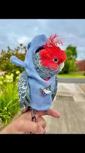 Mr. Chester, The Gang-gang Cockatoo