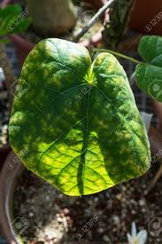 Image result for Chasmanthera dependens