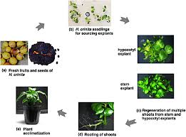 Image result for Heinsia