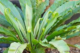 Image result for Asplenium