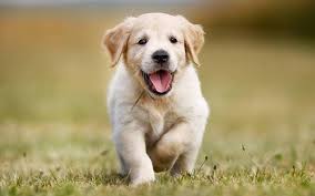 In conclusion, top breeders might sell excellent and healthy golden retriever puppies for the labrador retriever vs golden retriever. Are Golden Retrievers The Cutest Breed Of Dogs Quora