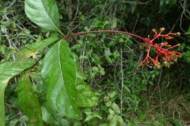 Image result for Costularia