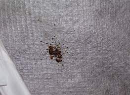 Learn about bed bugs and bed bug pest control methods. How To Find Identify Bed Bugs Signs Of Bed Bugs Orkin