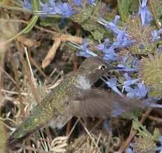 What flowers do hummingbirds love? How To Create A California Hummingbird Garden With Native Flowers Pictures Of Both Hummingbird And Butterfly Species