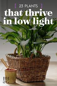 23 Of Our Favorite Low Light Houseplants Houseplants Low Light Plants Low Light Plants