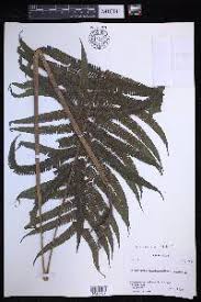 Image result for Pseudocyclosorus