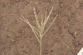 Image result for Digitaria maitlandii